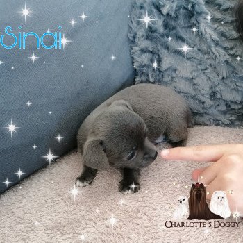 chiot Chihuahua Poil Court Bleu panache blanc Sinaï Charlotte 's Doggy