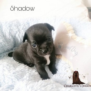 chiot Chihuahua Poil Court Noir panaché blanc Shadow Charlotte 's Doggy