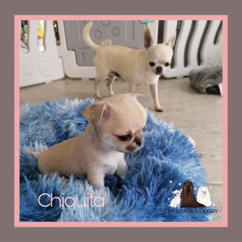 chiot Chihuahua Poil Court Fauve Chiquita Charlotte 's Doggy