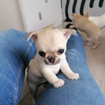 chiot Chihuahua Poil Court Fauve Chiquita Charlotte 's Doggy