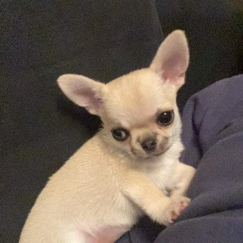 chiot Chihuahua Poil Court Fauve Chiquita Charlotte's Doggy