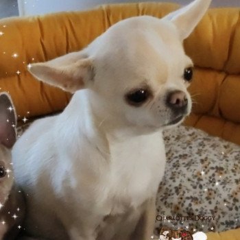 chien Chihuahua Poil Court Suzanna Bella Charlotte's Doggy
