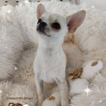 chien Chihuahua Poil Court Toscane des graines de star Charlotte's Doggy