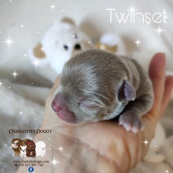 chiot Chihuahua Poil Court Lavande Twinset Charlotte's Doggy