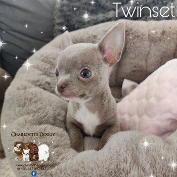 chiot Chihuahua Poil Court Lavande Twinset Charlotte's Doggy