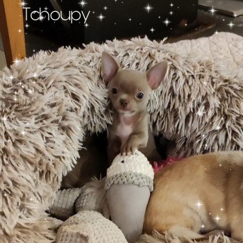 chiot Chihuahua Poil Court Lavande Tchoupy Charlotte's Doggy
