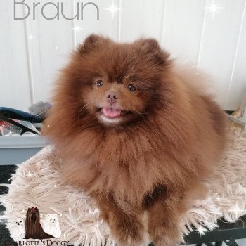chien Spitz allemand Chocolat Braun Charlotte 's Doggy