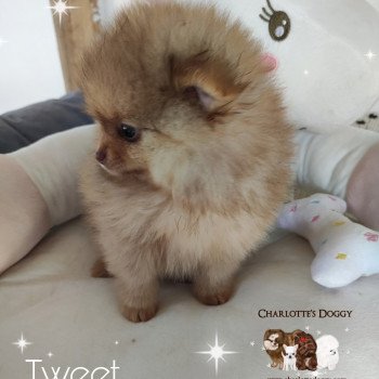 chiot Spitz allemand Tweet Charlotte's Doggy