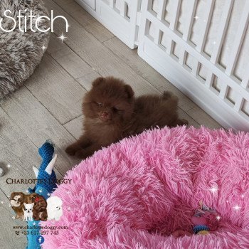 chiot Spitz allemand Stitch Charlotte's Doggy