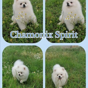 chien Spitz allemand Chamonix spirit Charlotte 's Doggy