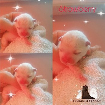 chiot Spitz allemand Blanc Strawberry Charlotte 's Doggy