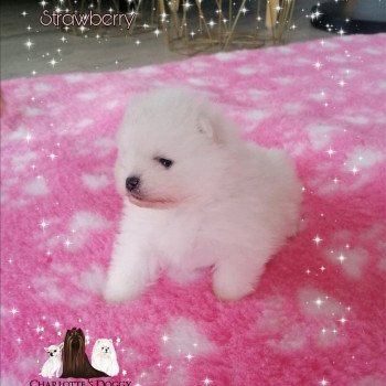 chiot Spitz allemand Blanc Strawberry Charlotte 's Doggy