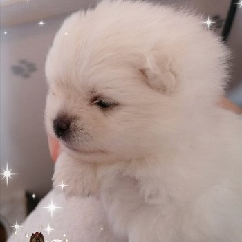 chiot Spitz allemand Blanc Snowflake Charlotte 's Doggy