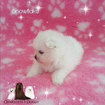 chiot Spitz allemand Blanc Snowflake Charlotte 's Doggy