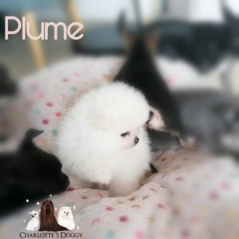 chiot Spitz allemand Blanc Plume Charlotte 's Doggy