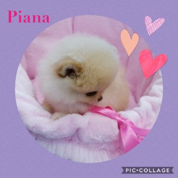 chiot Spitz allemand Creme Piana Charlotte 's Doggy
