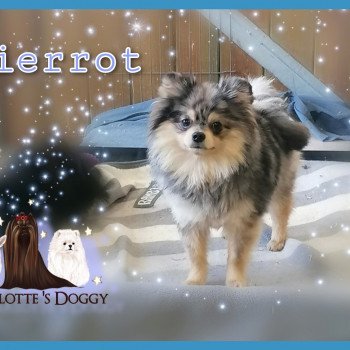 chien Spitz allemand Pierrot Charlotte 's Doggy