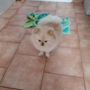 chiot Spitz allemand Creme Plume Charlotte 's Doggy