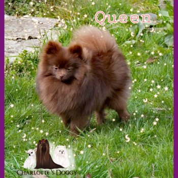 chien Spitz allemand Queen Charlotte 's Doggy