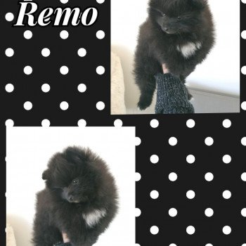 chiot Spitz allemand Noir Remo Charlotte 's Doggy