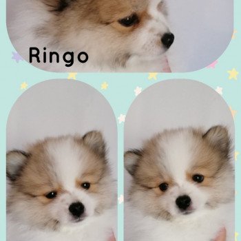 chiot Spitz allemand Particolore blanc creme Ringo Charlotte 's Doggy