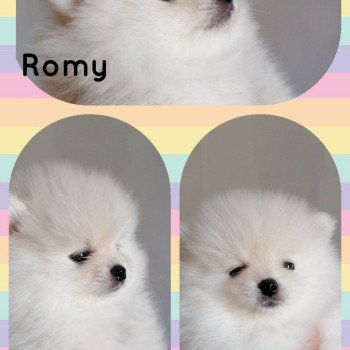 chiot Spitz allemand Crème Romy Charlotte 's Doggy