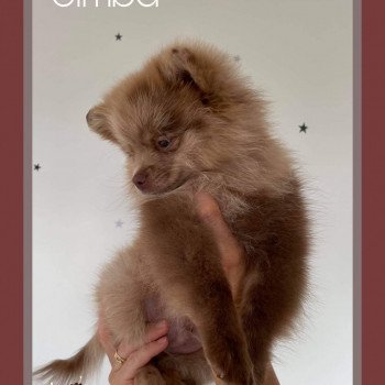 chiot Spitz allemand Simba Charlotte 's Doggy