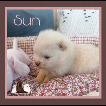 chiot Spitz allemand Creme Sun Charlotte 's Doggy