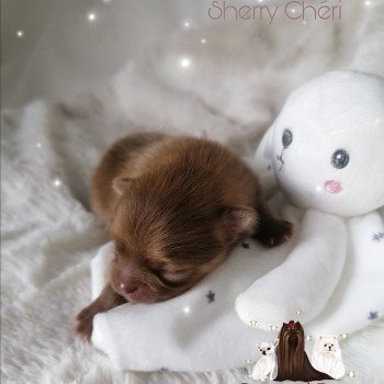 chiot Spitz allemand Sherry Chéri Charlotte 's Doggy