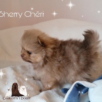 chiot Spitz allemand Sherry Chéri Charlotte 's Doggy