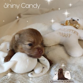 chiot Spitz allemand Shiny Candy Charlotte 's Doggy
