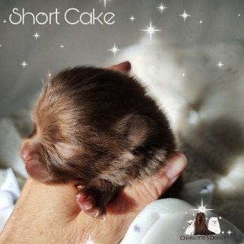 chiot Spitz allemand Short Cake Charlotte 's Doggy