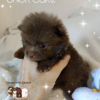 chiot Spitz allemand Short Cake Charlotte 's Doggy