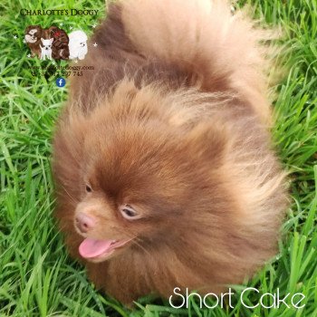 chiot Spitz allemand Short Cake Charlotte's Doggy