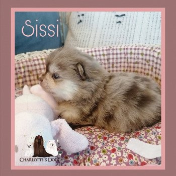 chiot Spitz allemand Merle chocolat Sissi Charlotte 's Doggy