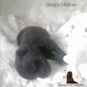 chiot Spitz allemand Sleepy Hollow Charlotte 's Doggy