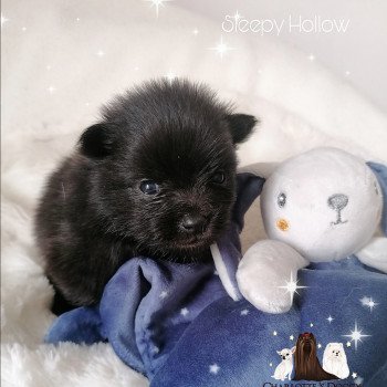 chiot Spitz allemand Sleepy Hollow Charlotte 's Doggy