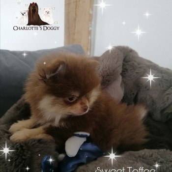 chiot Spitz allemand Sweet Toffee Charlotte 's Doggy