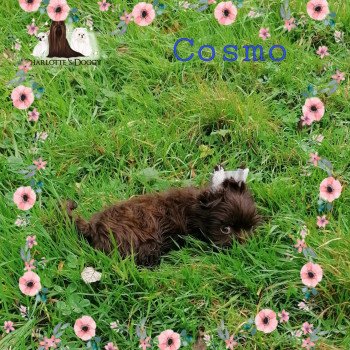chien Yorkshire terrier Chocolat COSMO DES POUSSIERES D ETOILE Charlotte 's Doggy