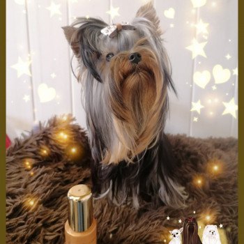 chien Yorkshire terrier FAIRYTALE Charlotte 's Doggy