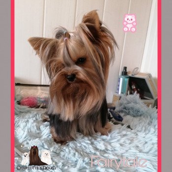 chien Yorkshire terrier FAIRYTALE Charlotte 's Doggy