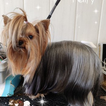 chien Yorkshire terrier FAIRYTALE Charlotte's Doggy