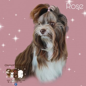 chien Yorkshire terrier Biro: blanc chocolat et or Rose Charlotte's Doggy