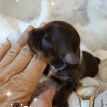 chiot Yorkshire terrier Chocolat tricolore Samsa Nuts Charlotte 's Doggy