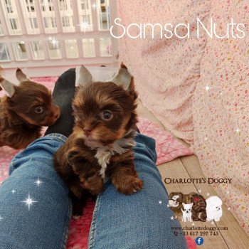 chiot Yorkshire terrier Chocolat tricolore Samsa Nuts Charlotte 's Doggy