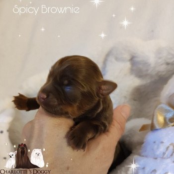 chiot Yorkshire terrier Spicy Brownie Charlotte 's Doggy
