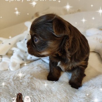 chiot Yorkshire terrier Chocolat tan Spicy Brownie Charlotte 's Doggy
