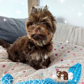 chiot Yorkshire terrier Chocolat tan Spicy Boy Charlotte 's Doggy