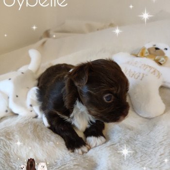 chiot Yorkshire terrier Chocolat tricolore Sybelle Charlotte 's Doggy