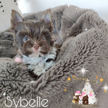 chiot Yorkshire terrier Chocolat tricolore Sybelle Charlotte 's Doggy